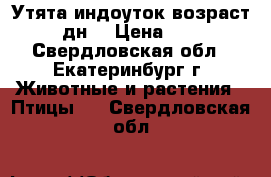 Утята индоуток возраст 10 дн. › Цена ­ 250 - Свердловская обл., Екатеринбург г. Животные и растения » Птицы   . Свердловская обл.